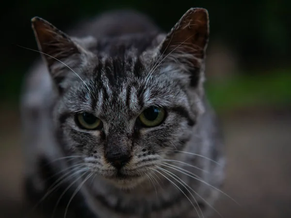 Close-up shot young adorable gray cat in nature — Stock Photo, Image