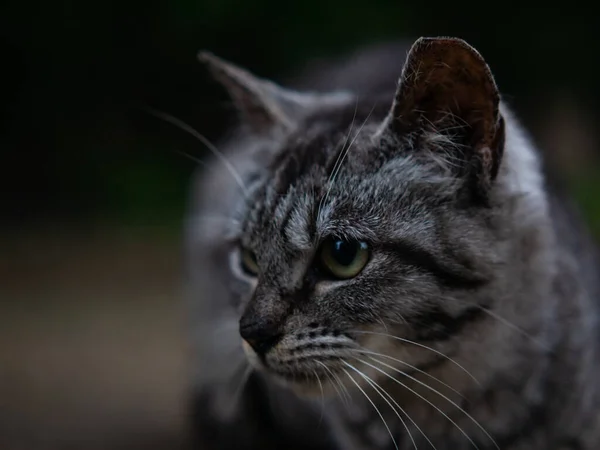 Close-up shot young adorable gray cat in nature — Stock Photo, Image