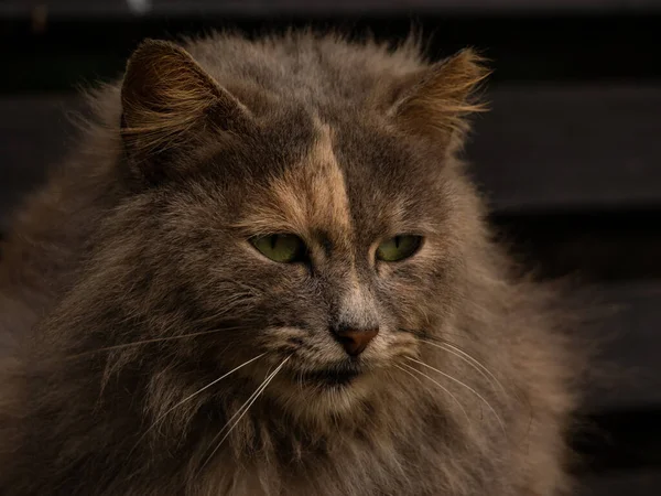 Primer plano disparo joven gato de maine coon crianza — Foto de Stock