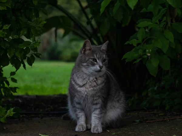Застрелен молодой серый кот сидит в саду на открытом воздухе — стоковое фото