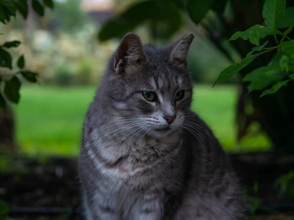 Sköt ung grå katt sitter i en trädgård utomhus — Stockfoto