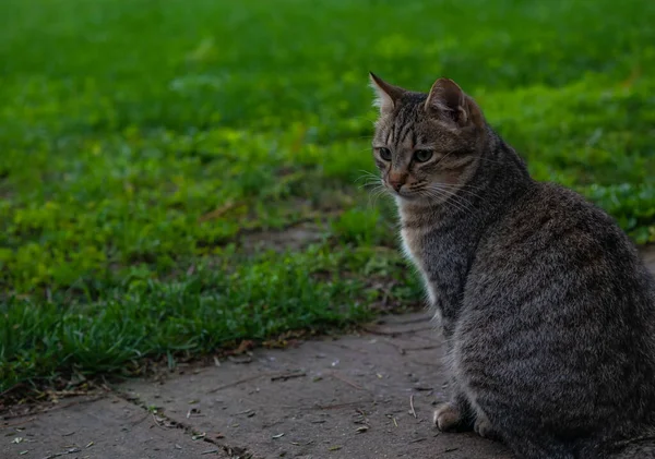 Tiro jovem gato cinza sentado em um jardim ao ar livre — Fotografia de Stock