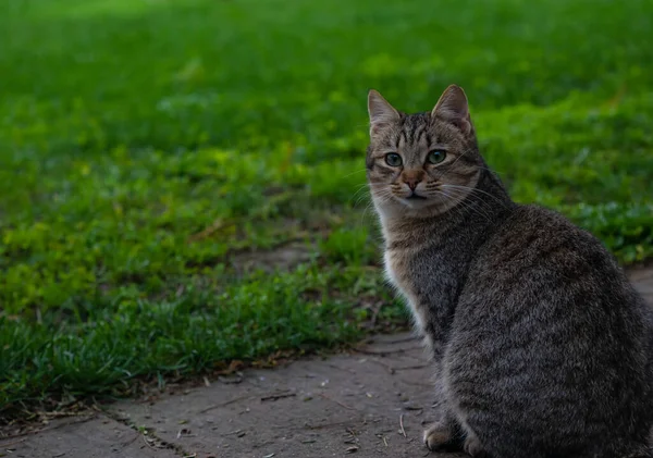 Sparato giovane gatto grigio seduto in un giardino all'aperto — Foto Stock