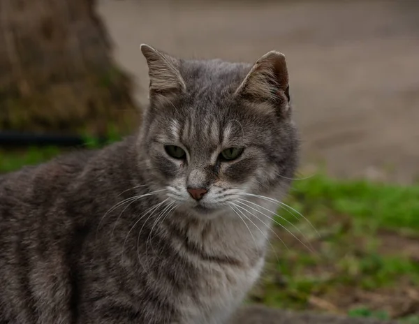 Erschossen junge graue Katze sitzt in einem Garten im Freien — Stockfoto
