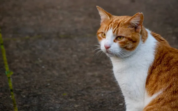 Primo piano colpo giovane gatto arancione e bianco seduto in un giardino all'aperto — Foto Stock