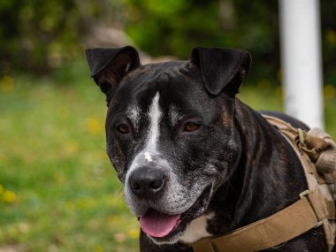 Siyahi bir pitbull teriyerinin portresi. Parkta oynayarak geçirdiği yaz gününün tadını çıkarıyor.
