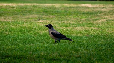 Kapüşonlu gri karga baharda yeşil çimlerde dinlenir.