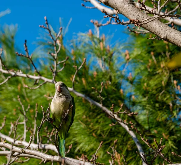 Bir bahar günü, bir şehir parkında ağaç dalında küçük yeşil bir papağan.