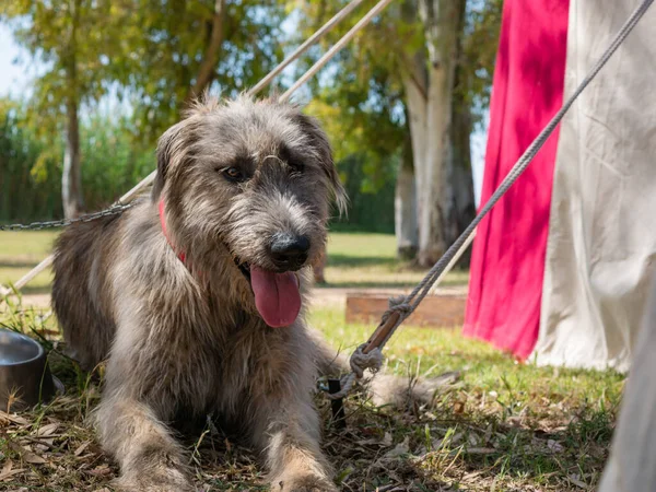 irish wolfhound, large dog rests on a lawn in the park on a summer day