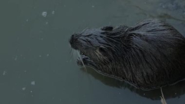 coypu rodent on the surface of a pond while cleaning its fur close up shot from above