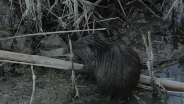 Coypu Rodent Surface Pond Eating Food Its Habitat — Stockvideo
