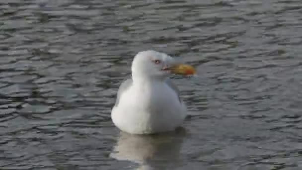 Close Seagull Floats Surface Water Cleans Its Feathers — ストック動画