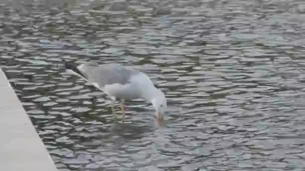 Close Seagull While Washes Its Feathers Dipping Its Head Park — Video Stock