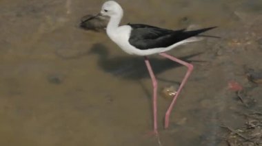 Cavaliere d'italia (Himantopus himantopus) strolls on the shore of a pond in a park