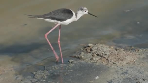 Cavaliere Italia Himantopus Himantopus Looks Food Shore Pond Park — Vídeo de stock