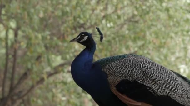 Close Shot Male Peacock Profile Resting Nature — ストック動画