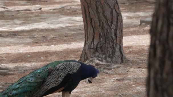 Peacock Walks Natural Park Trees — Stockvideo