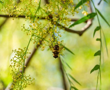 İş yerinde Bal Arısı Parkta Nektar Topluyor