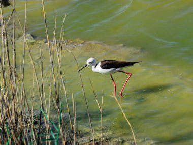 Bir göl veya göl kıyısında yürüyen kuş, Cavaliere D 'italia, tropikal iklimi olan bölgelerin kuşları.