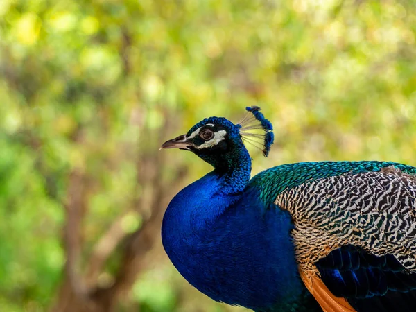 Pavo Real Perfil Primer Plano Retrato Cuerpo Pavo Real Naturaleza — Foto de Stock