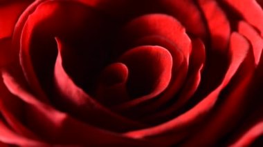 Kırmızı gül goncası makrosu siyah arkaplanda yavaşça döner.