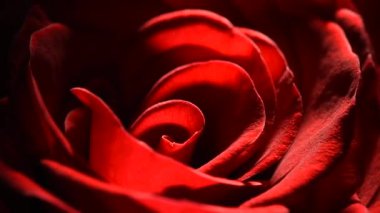 Kırmızı gül goncası makrosu siyah arkaplanda yavaşça döner.