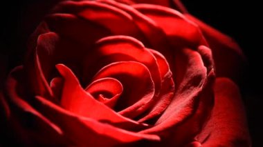 Kırmızı gül goncası makrosu siyah arkaplanda yavaşça döner.