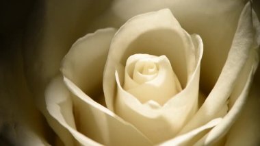 Beyaz gül goncası makrosu siyah arkaplan üzerinde yavaşça döner.