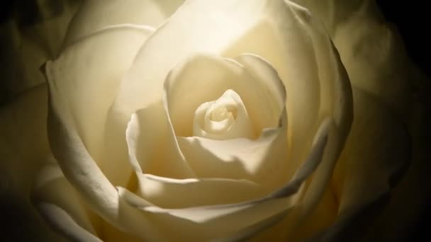 Macro bouton de rose blanc tourne lentement sur un fond noir. — Video