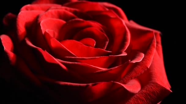 Czerwony pączek róży makro powoli obraca się na czarnym tle. — Wideo stockowe