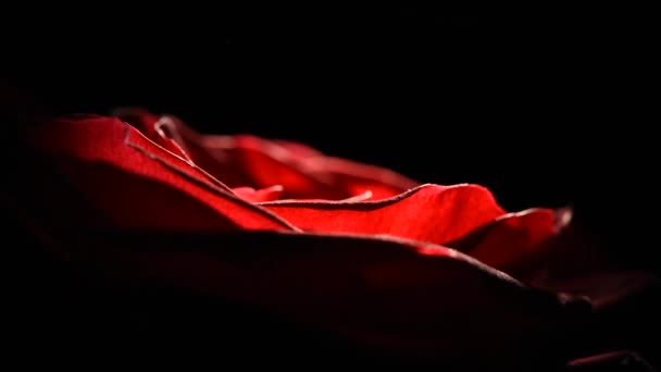 Red rosebud macro slowly rotates on a black background. — Stock Video