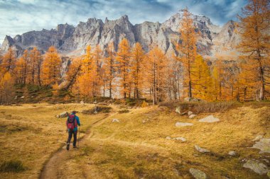 Sarı tarla ağaçları ve dağlarla güzel dağlarda yürüyen bir adam.. 
