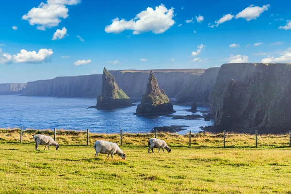 Sunset at Stacks of Duncansby, with a flock of sheep grazing, Duncansby Head, John or Groats, Caithness, Schotland, Verenigd Koninkrijk — Stockfoto