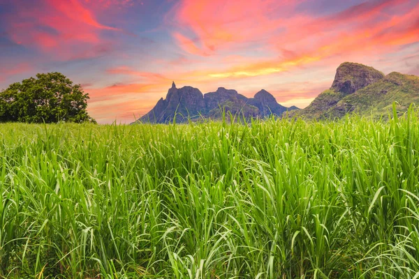 Mauritius, dzielnica Pamplemousses, Creve Coeur, pola trzciny cukrowej, Long Mountain — Zdjęcie stockowe
