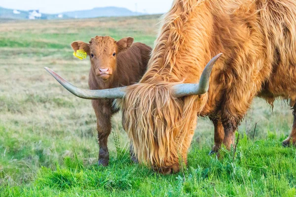 Мать и сын скоттиш высокогорный бык в поле, Шотландия Великобритания — стоковое фото