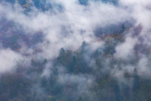 Montagnes dans les nuages au lever du soleil en automne. Vue aérienne de la montagne avec des arbres verts dans le brouillard. Beau paysage avec forêt,. Vue de dessus depuis le drone de la vallée de montagne dans les nuages bas — Photo