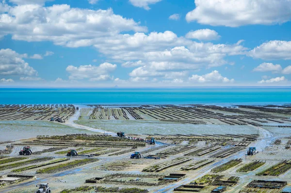 Oyster beds at low tide in oyster farm, Cancale, Brittany, France. High quality photo