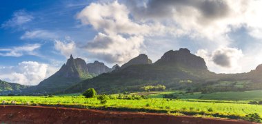 Şeker kamışı tarlası. Arka planda Peter var. Mauritius Adası, Afrika 'da açık mavi gökyüzü. 