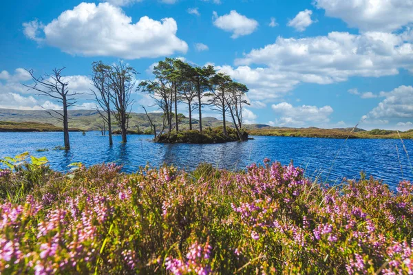 Lake Trees Island Scotland Highlands High Quality Photo — Stock Photo, Image