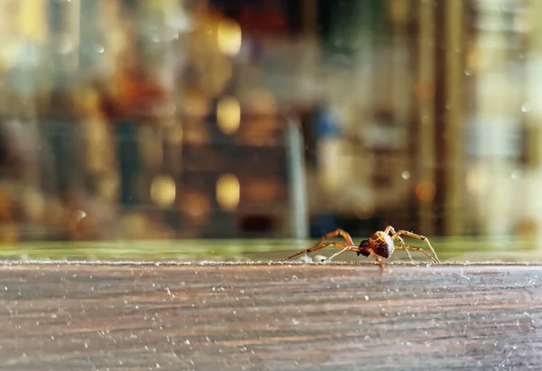 Вид Павука Дивлячись Всередину Ресторану — стокове фото