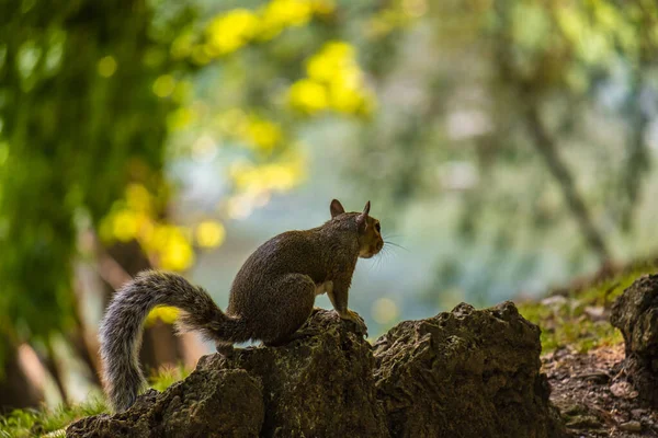 View Back Cute Squirrel Turin Park Italy — Stock Photo, Image