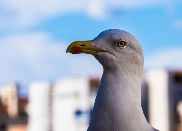Beautiful Close Seagull Venice Background — Stok fotoğraf