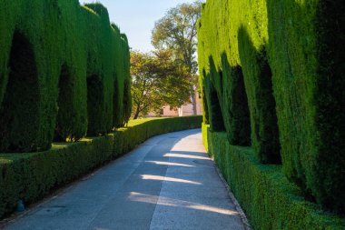 Path between green plant gardens in Alhambra.