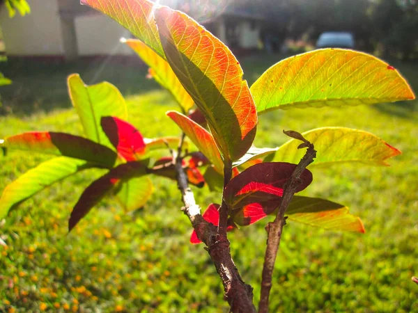Detail Focused Plant Showing How Colorful Life —  Fotos de Stock