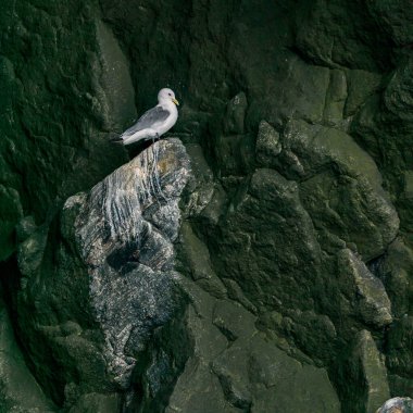 RUNDE, NORway - 2020 Haziran 19. Kuş uçurumunda siyah bacaklı kedi yavrusu (Rissa tridactyla).