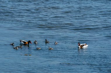 RUNDE, NORway - 2020 Haziran 19. Denizde yüzen dokuz civcivle sıradan bir deniz ördeği (Tadorna tadorna).