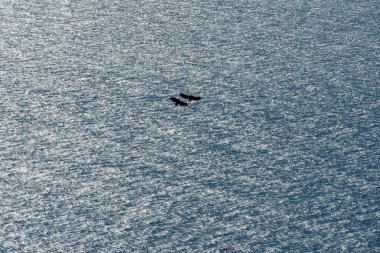 RUNDE, NORway - 23 Temmuz 2020. Siluet içinde beyaz kuyruklu kartallar denizin üstünde havada oynuyorlar..