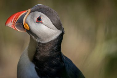 RUNDE, NORway - 2020 Haziran 19. Kuş Adası Runde 'de Atlantik martısı (Fratercula arktika) deniz kuşu türü.