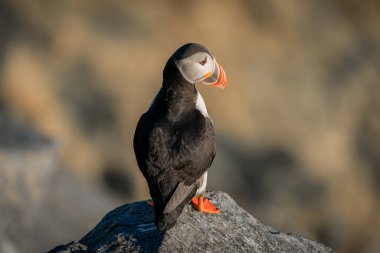 Kaçın, Norway - 2020 Nisan 20. Atlantik martısı yamaçta duran deniz kuşu.