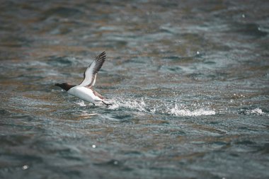 RUNDE, NORway - 2020 Haziran 19. Razorbill (Alca torda) Runde kuş adasında denize yakın uçuyor.